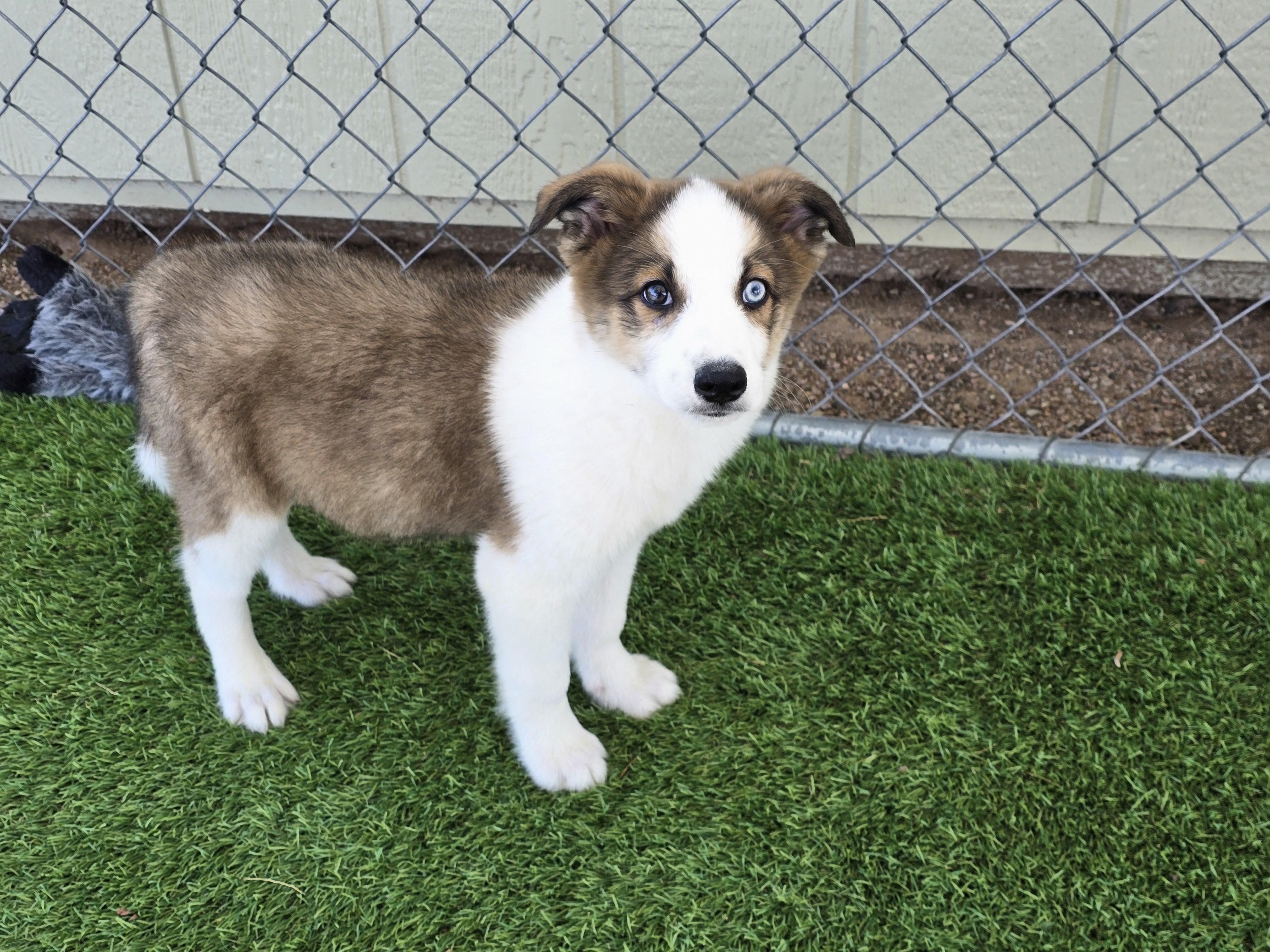 Bajadas, adopted, Puppy Male Border Collie & Labrador Retriever.