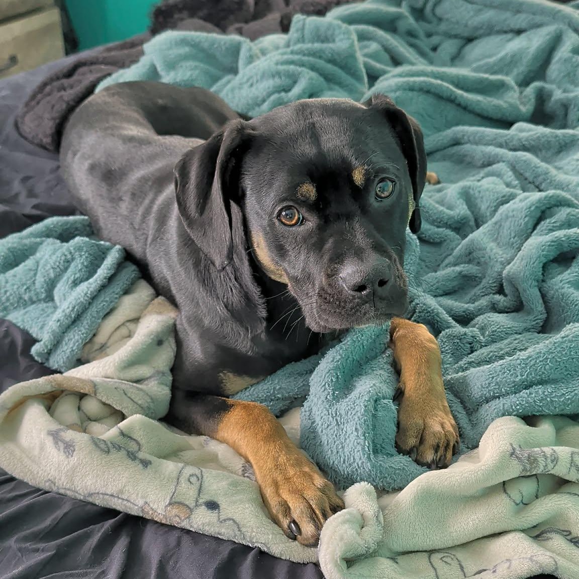 Jelly Belly, Adoptable, Young Male Boxer.