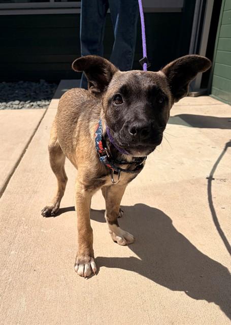 CARNATION, Adoptable, Puppy Female Labrador Retriever & Mixed Breed.