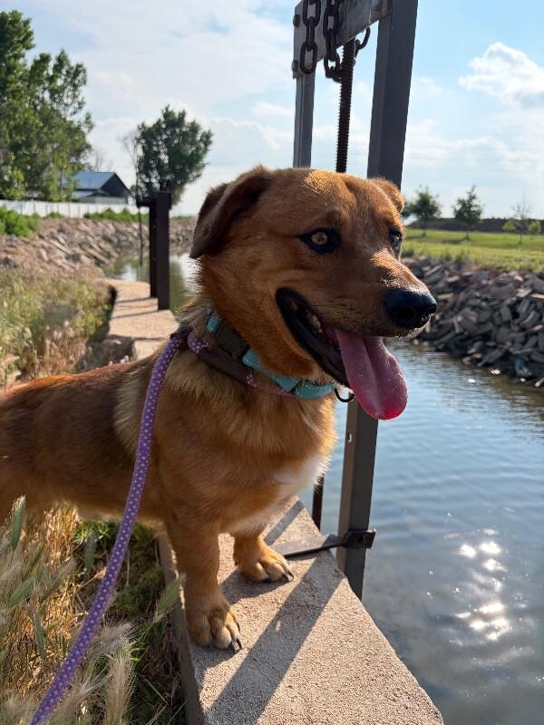 Waffles, a Adoptable mixed breed in Windsor, CO image 1/6