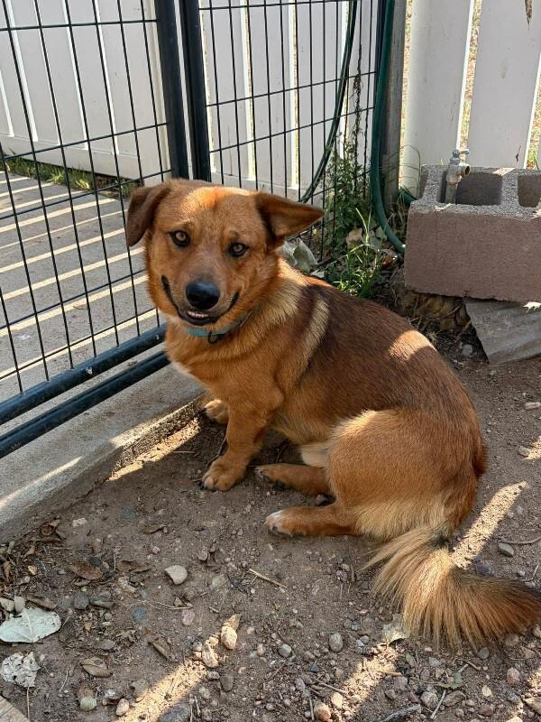 Waffles, a Adoptable mixed breed in Windsor, CO image 2/6