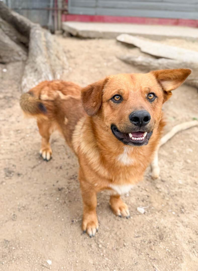 Waffles, a Adoptable mixed breed in Windsor, CO image 3/6