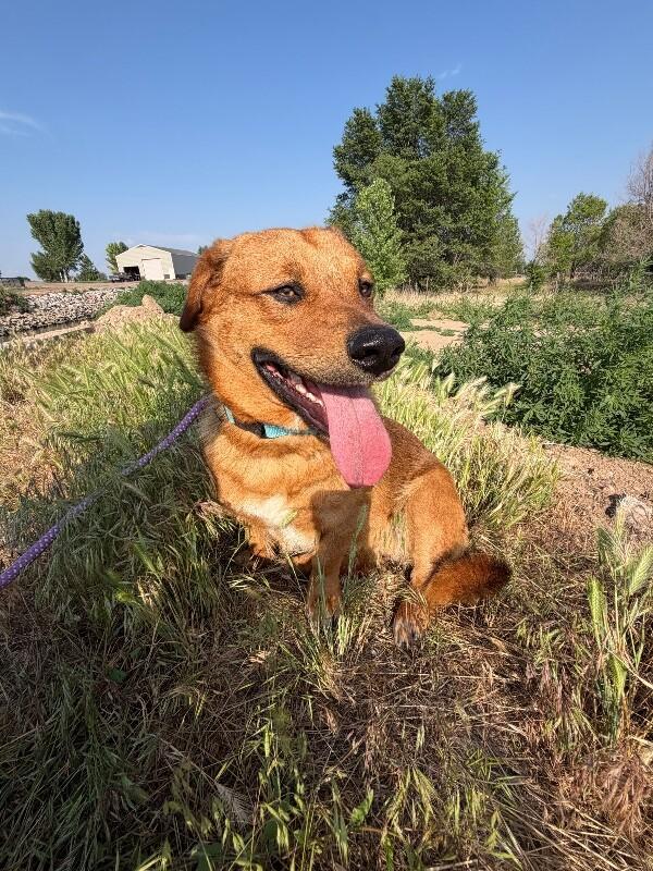 Waffles, a Adoptable mixed breed in Windsor, CO image 4/6
