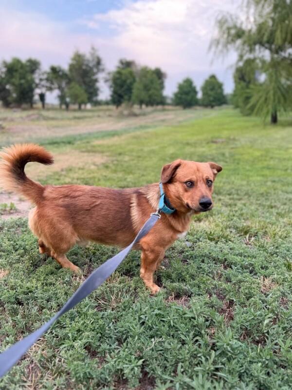 Waffles, a Adoptable mixed breed in Windsor, CO image 5/6