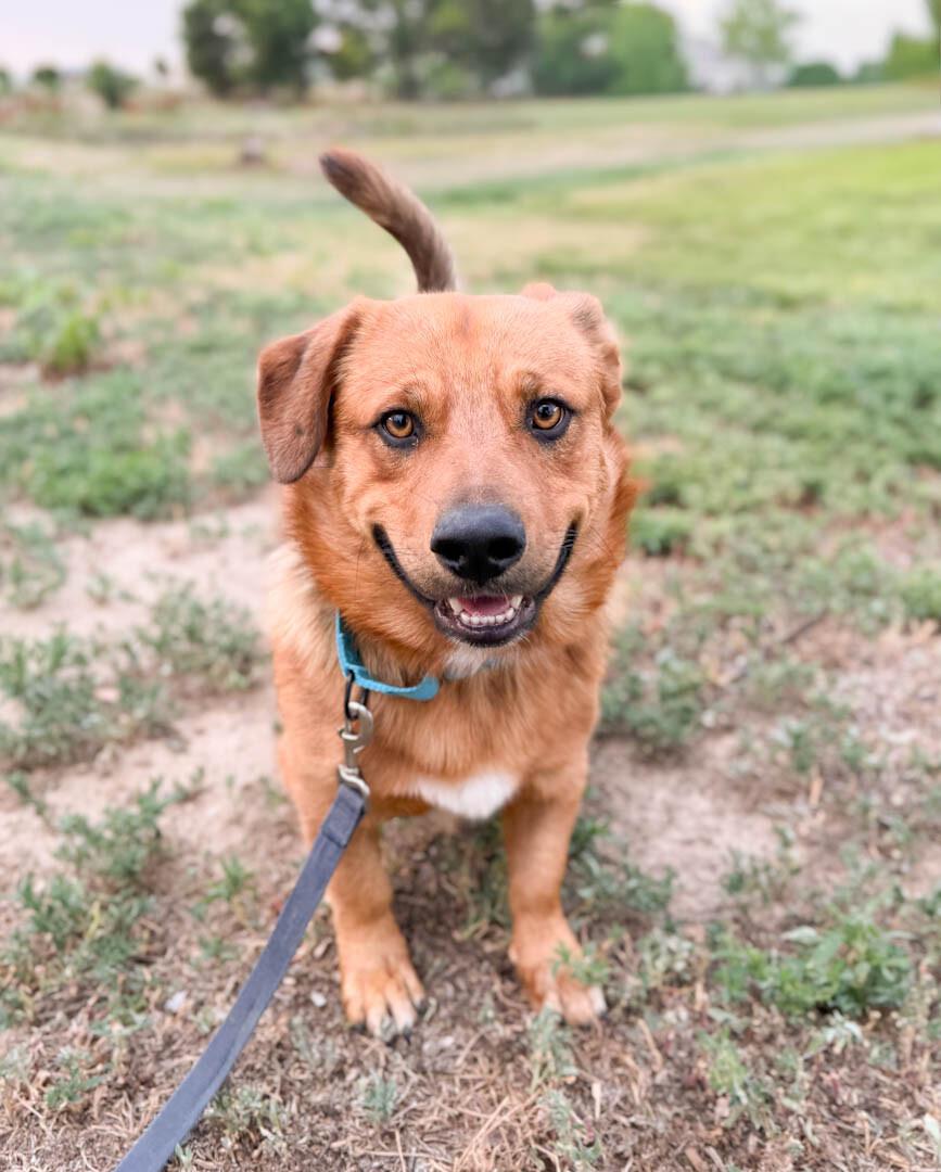 Waffles, a Adoptable mixed breed in Windsor, CO image 6/6