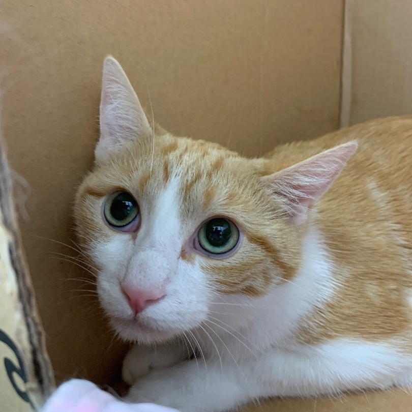 Lucia - Adoption Fee Waived!, a Adoptable mixed breed in Richland Center, WI image 4/4