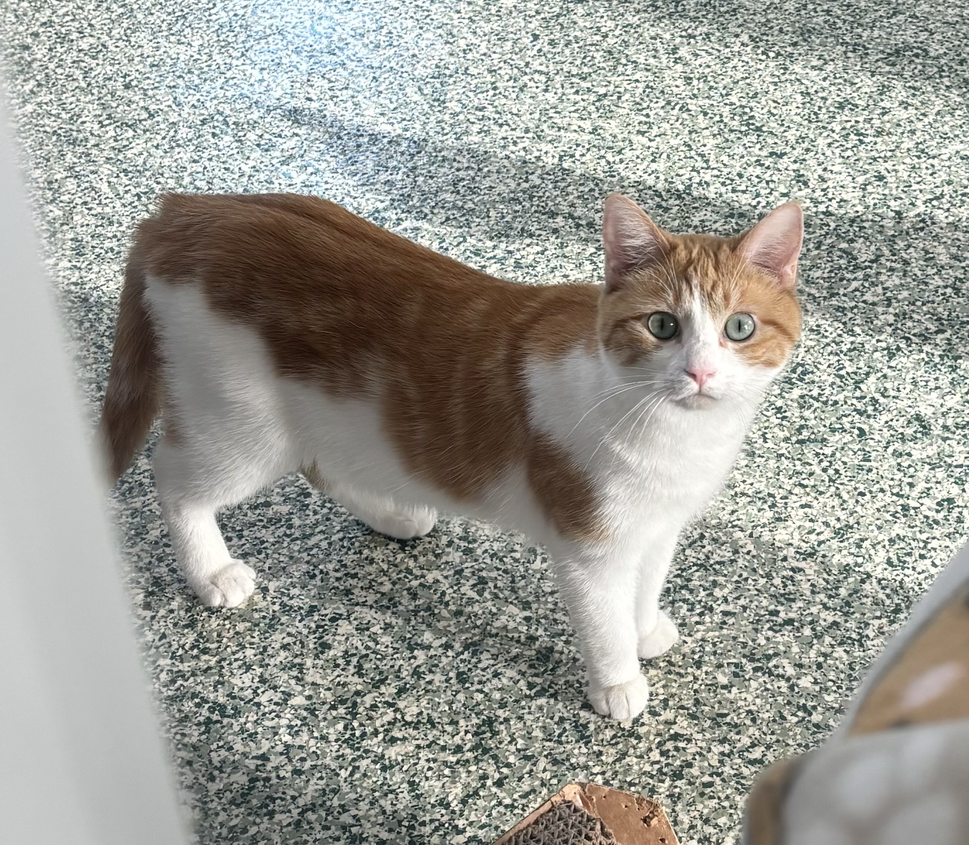 Lucia - Adoption Fee Waived!, a Adoptable mixed breed in Richland Center, WI image 1/4