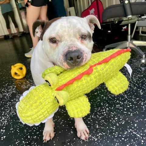 Camden, a Adoptable mixed breed in West Milford, NJ image 1/6