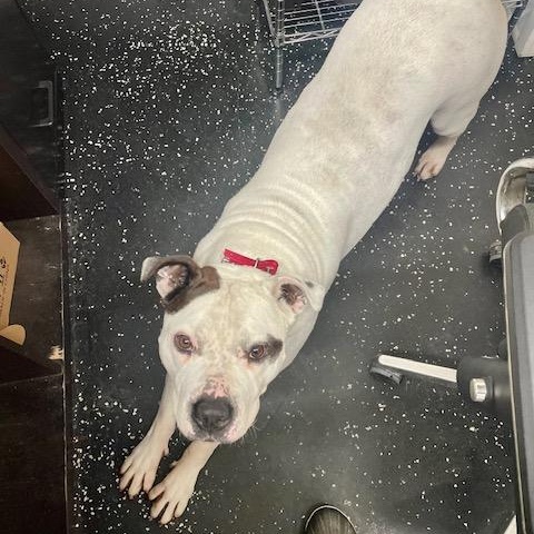 Camden, a Adoptable mixed breed in West Milford, NJ image 2/6