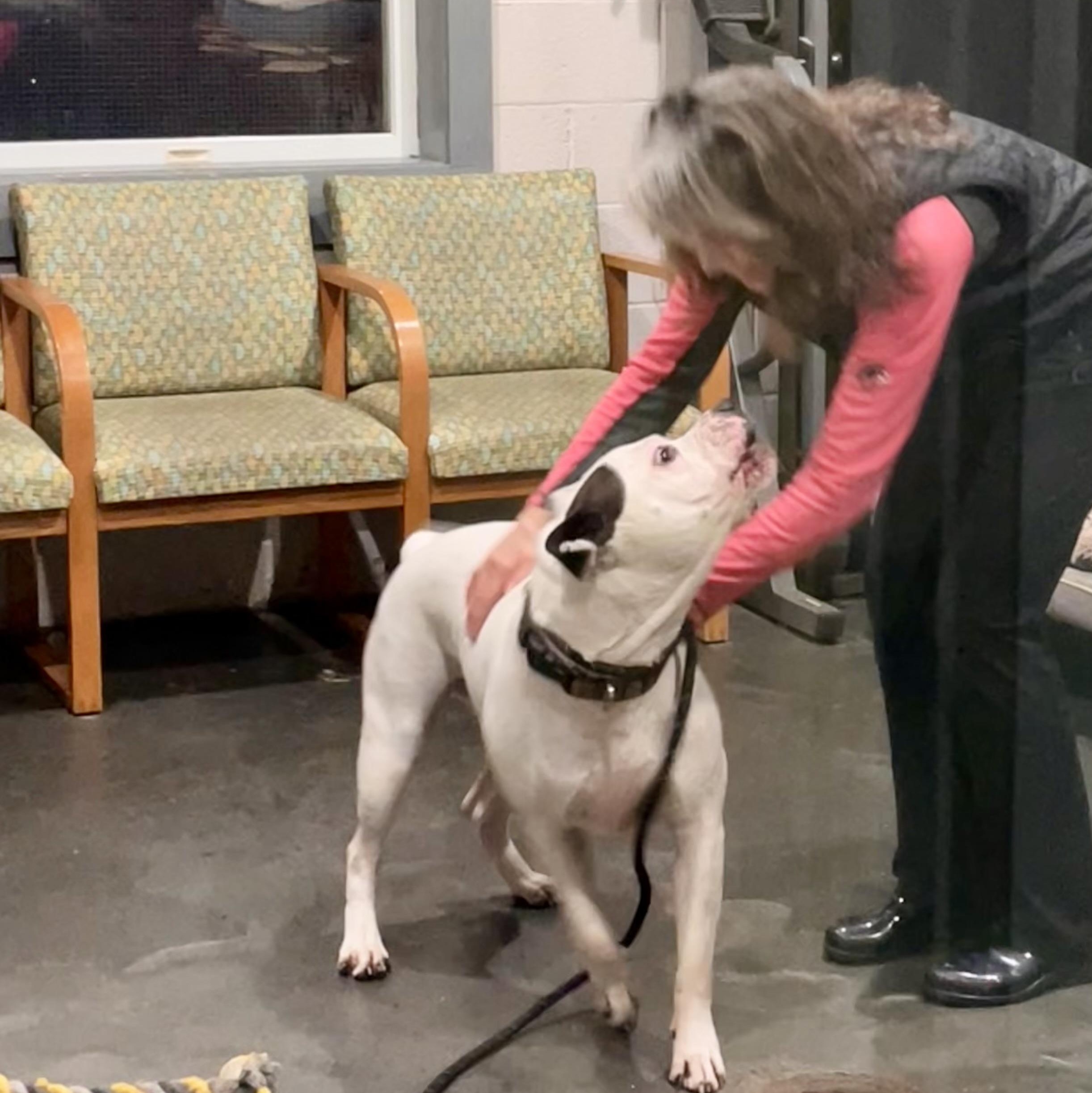 Camden, a Adoptable mixed breed in West Milford, NJ image 3/6