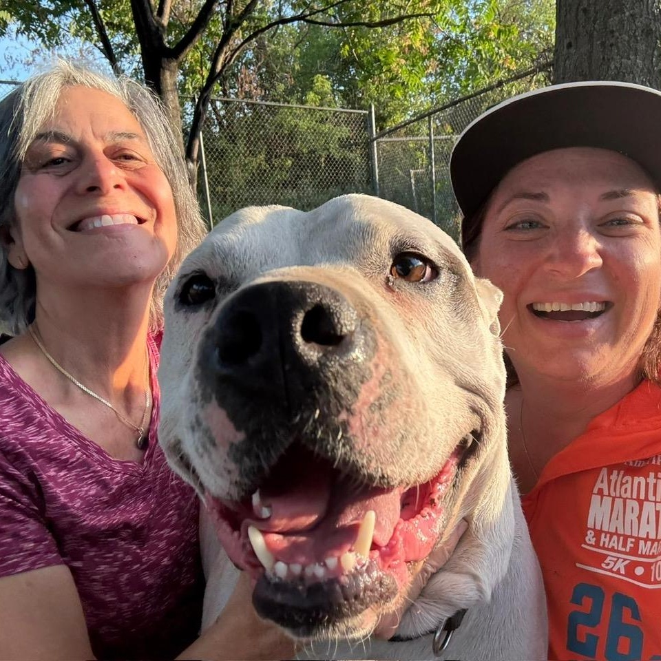 Camden, a Adoptable mixed breed in West Milford, NJ image 5/6