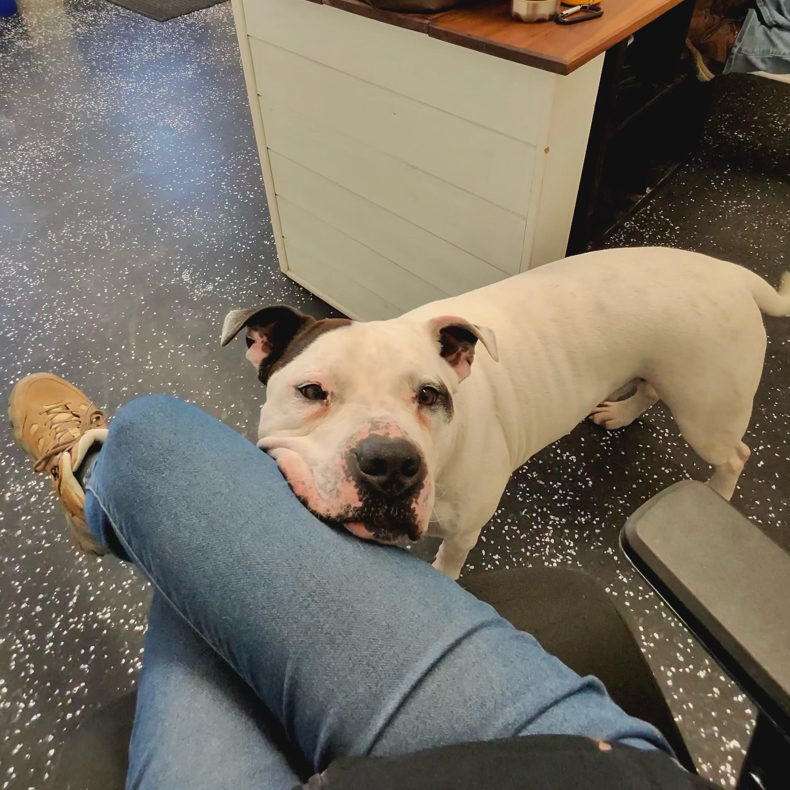 Enlarge Camden, a Adoptable mixed breed in West Milford, NJ image 4/6