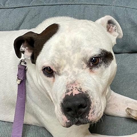 Enlarge Camden, a Adoptable mixed breed in West Milford, NJ image 1/6