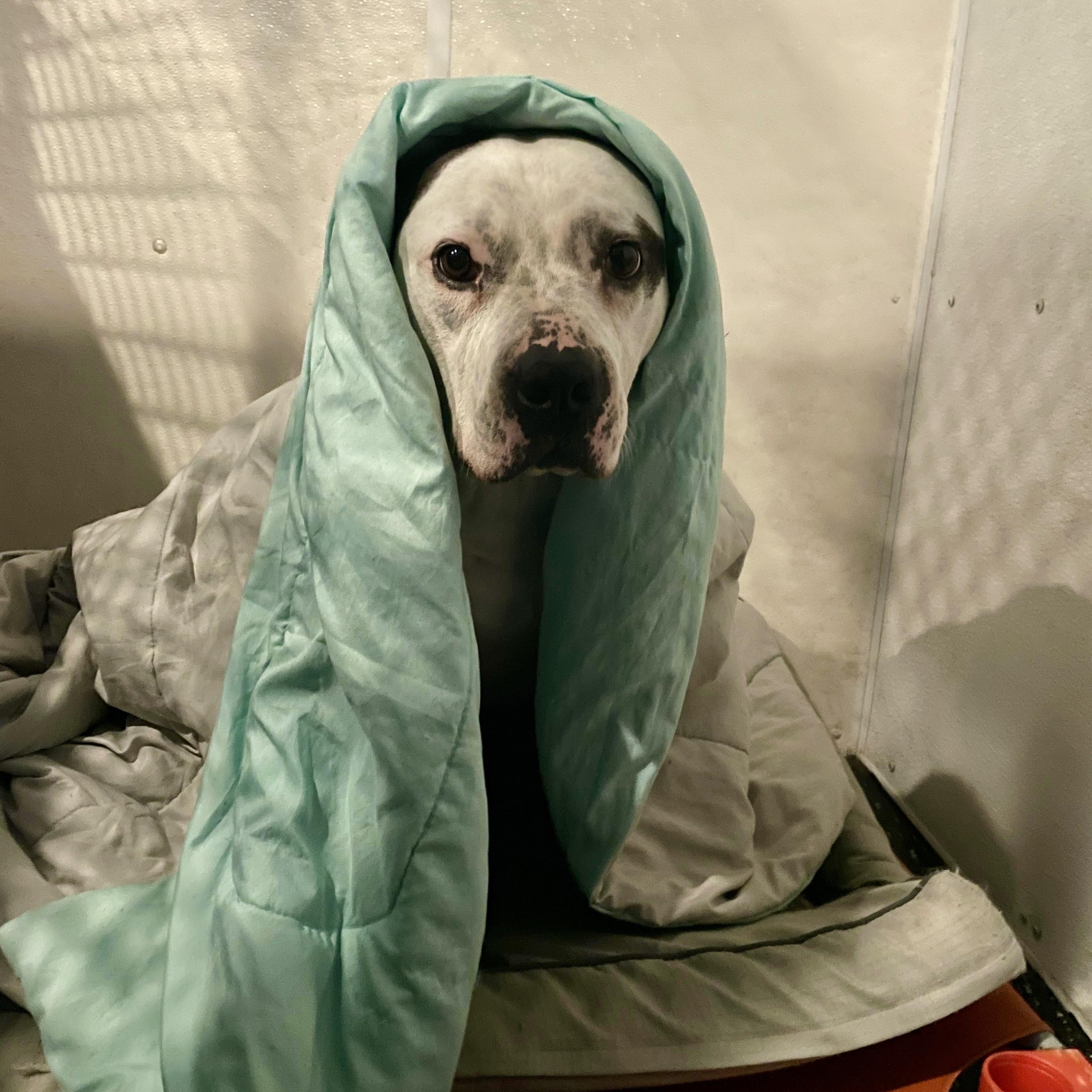 Camden, a Adoptable mixed breed in West Milford, NJ image 6/6