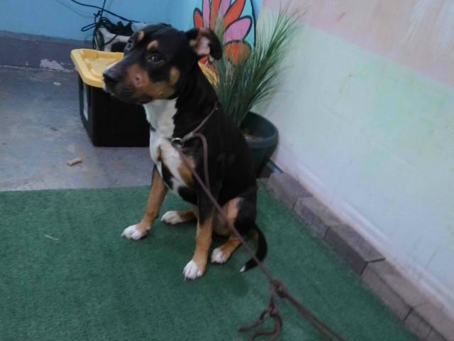 Enlarge MIXER, a Adoptable mixed breed in Baldwin Park, CA image 1/1
