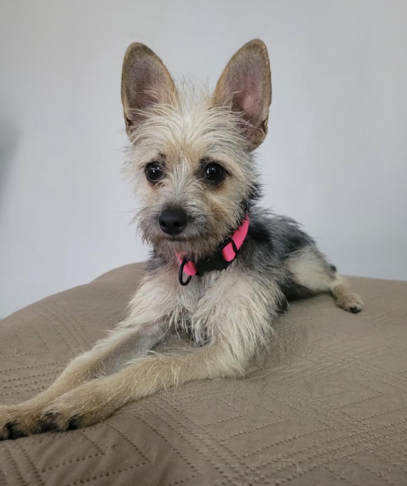Galleta, ADOPTABLE, Young Female Yorkshire Terrier & Chihuahua.
