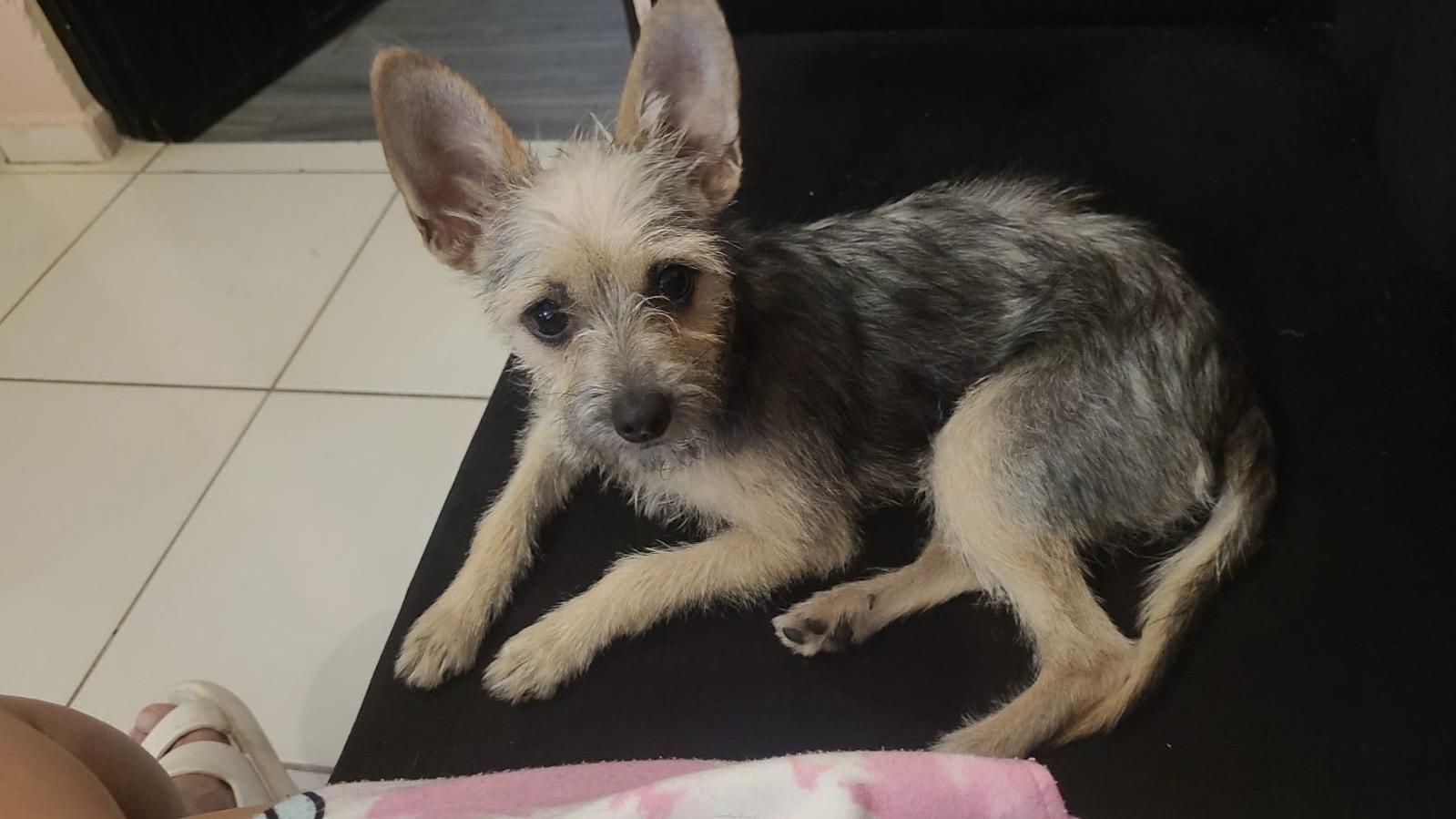 Enlarge Galleta, a ADOPTABLE mixed breed in Sherwood, OR image 5/6