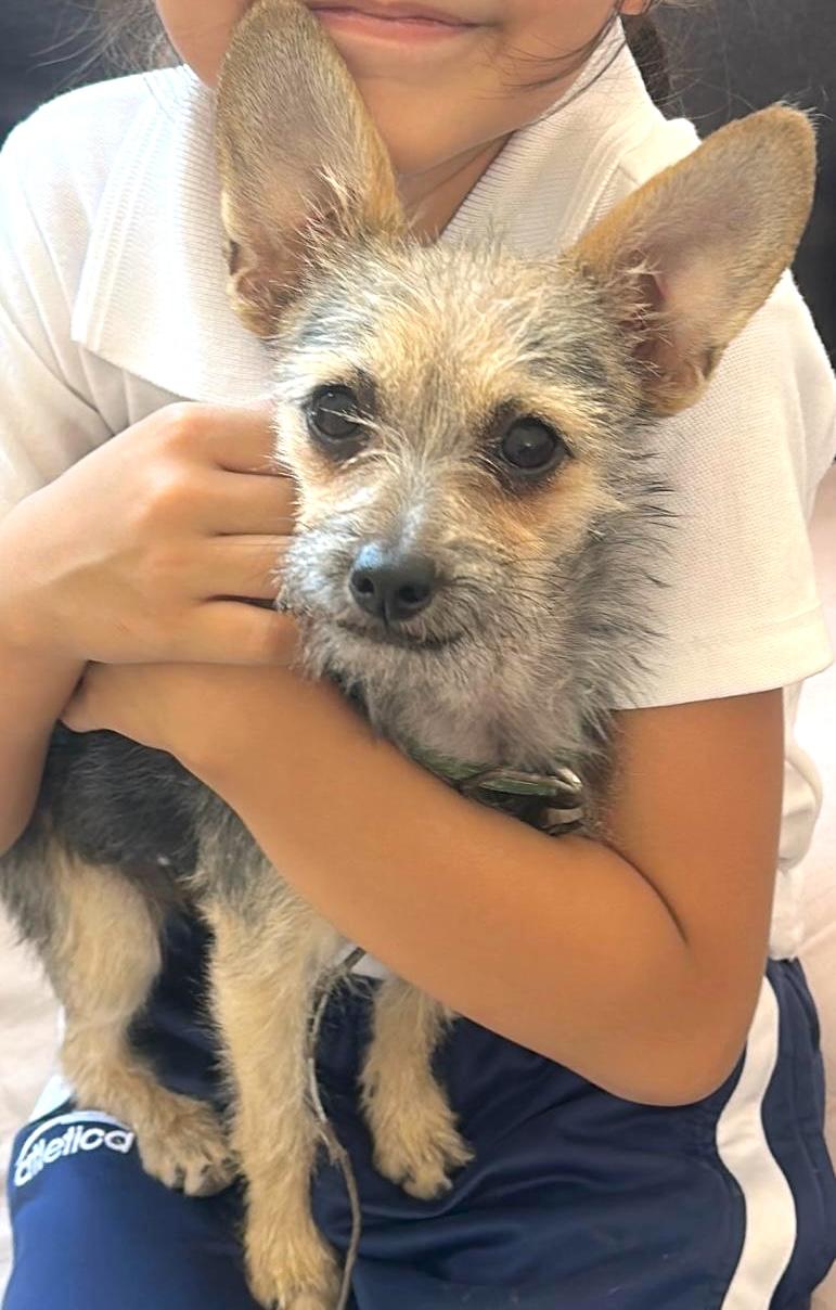 Galleta, ADOPTABLE, Young Female Yorkshire Terrier & Chihuahua.