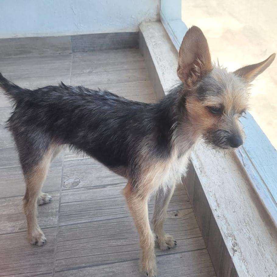 Galleta, a ADOPTABLE mixed breed in Sherwood, OR image 4/5