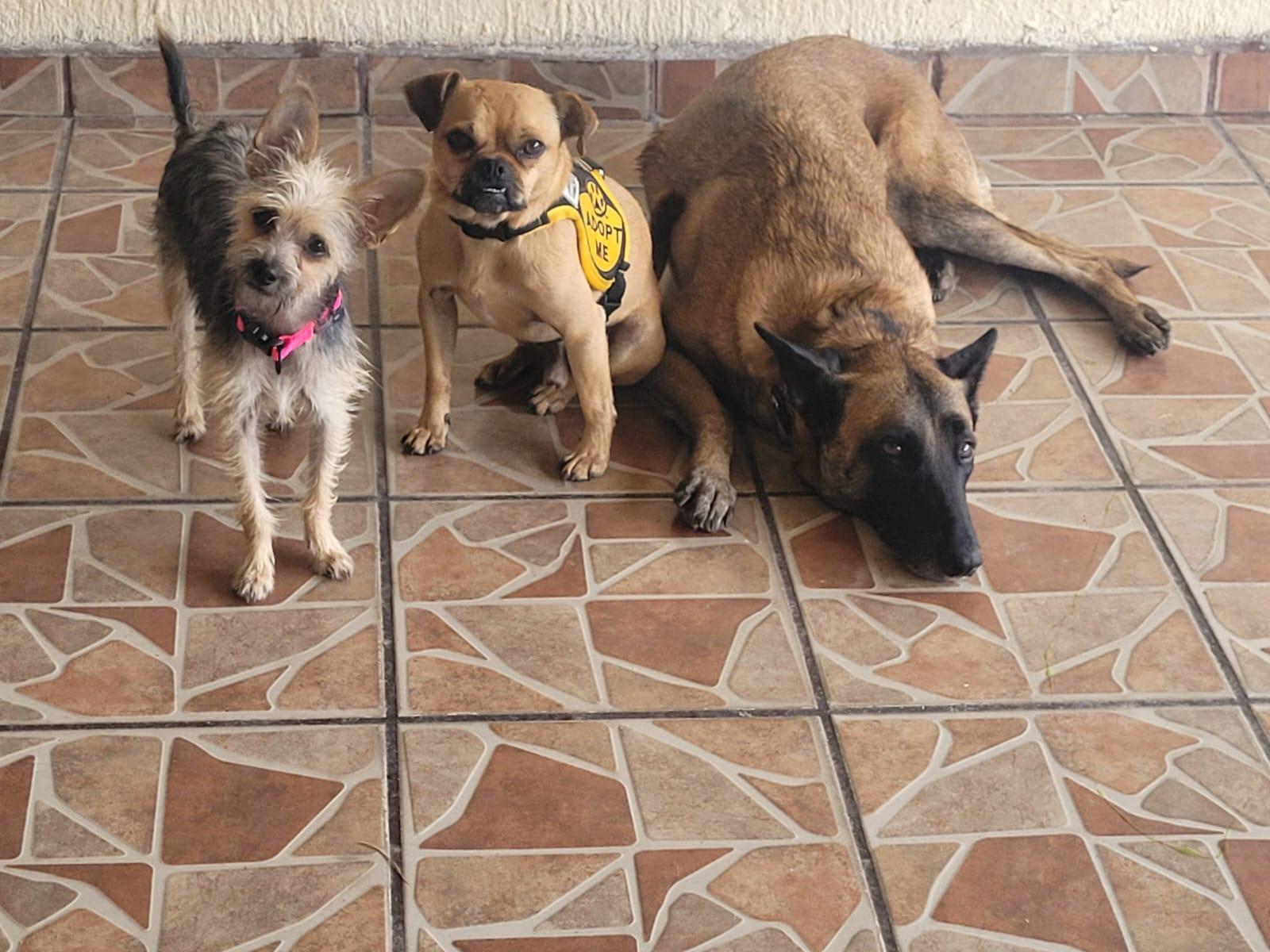 Enlarge Galleta, a ADOPTABLE mixed breed in Sherwood, OR image 2/6