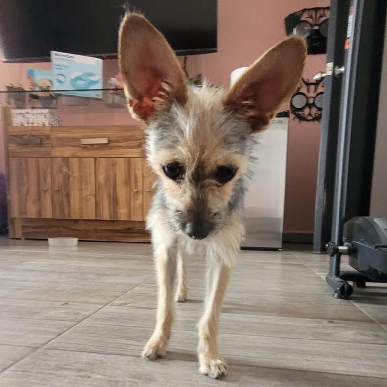 Galleta, a ADOPTABLE mixed breed in Sherwood, OR image 5/5