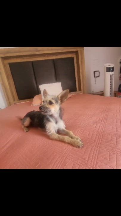 Enlarge Galleta, a ADOPTABLE mixed breed in Sherwood, OR video 2/5