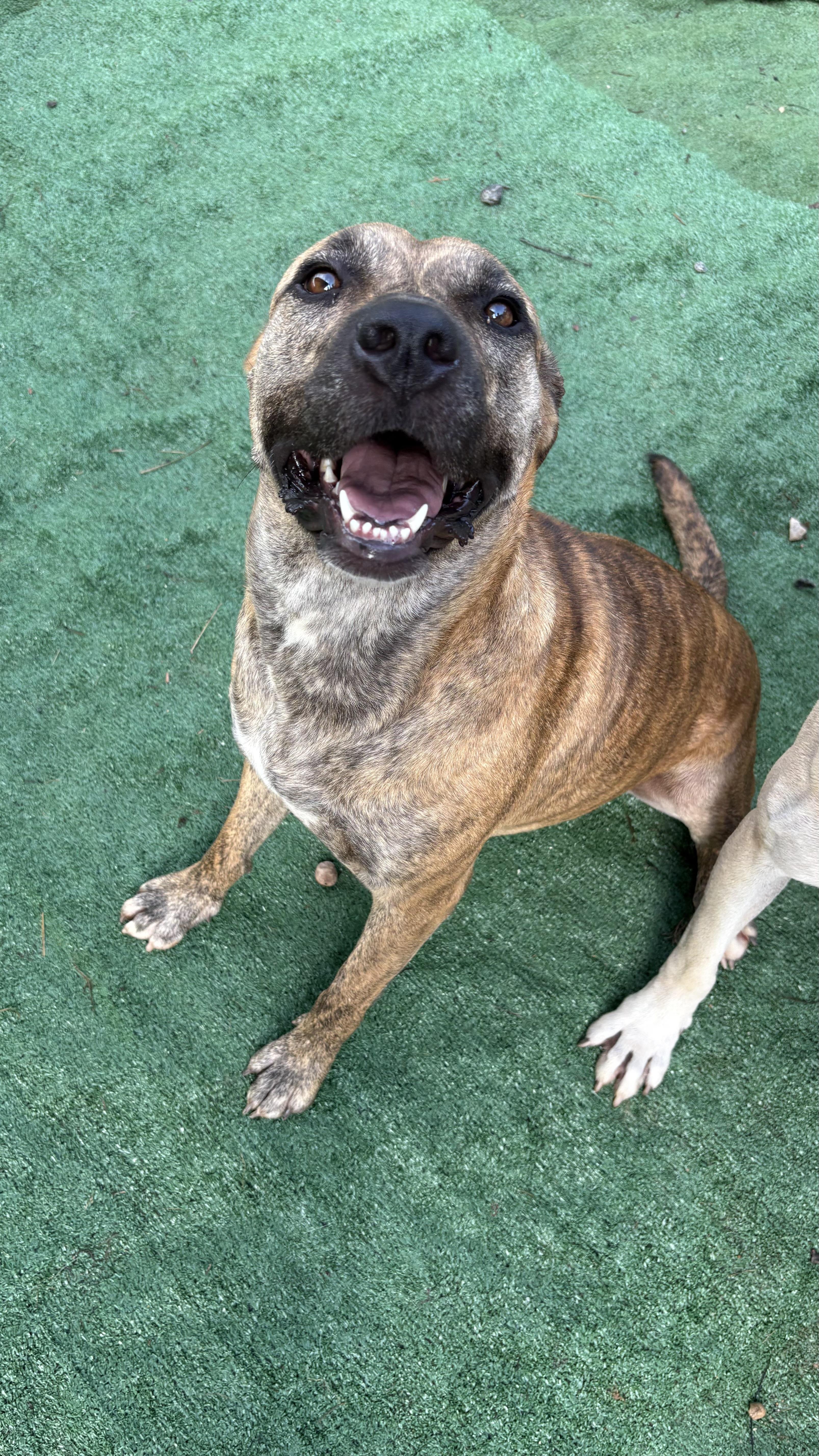 Enlarge Lady, a Adoptable mixed breed in Marietta, GA image 6/6