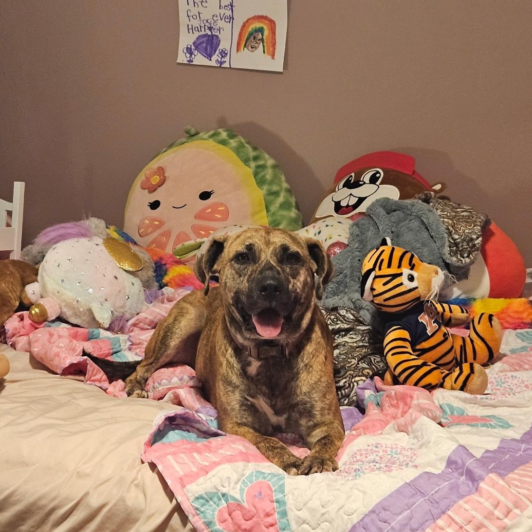 Lady Boxer Dog