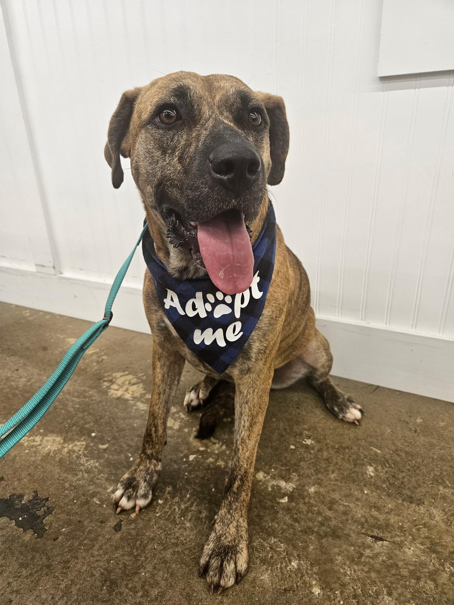 Lady, Adoptable, Adult Female Boxer & Hound.