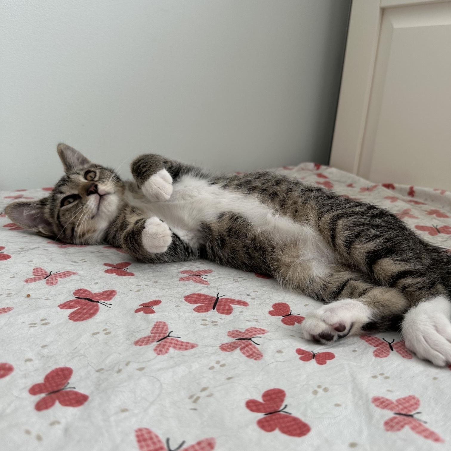 Spats, a Adoptable Domestic Short Hair in Apple Valley, MN image 2/4