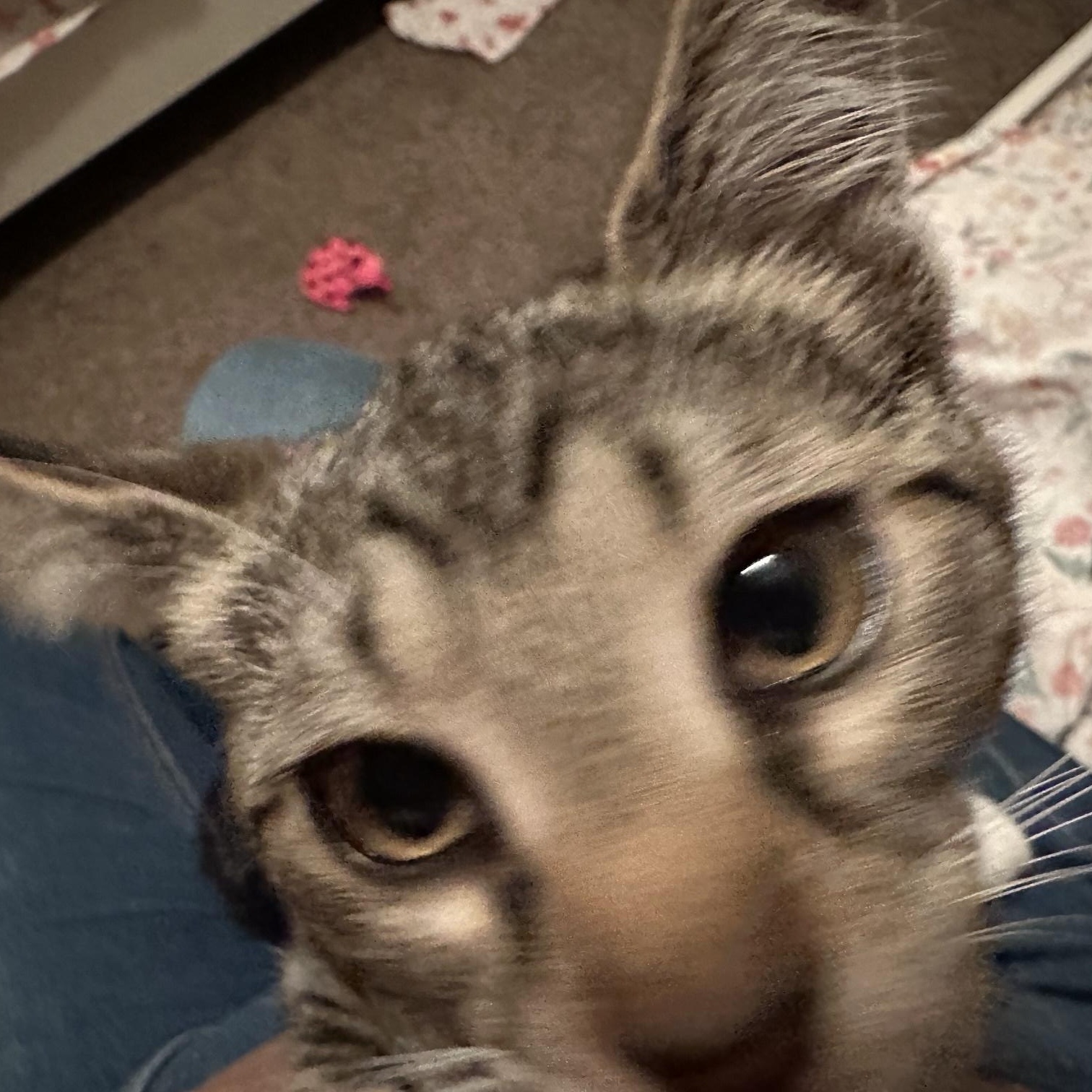 Spats, a Adoptable Domestic Short Hair in Apple Valley, MN image 4/4