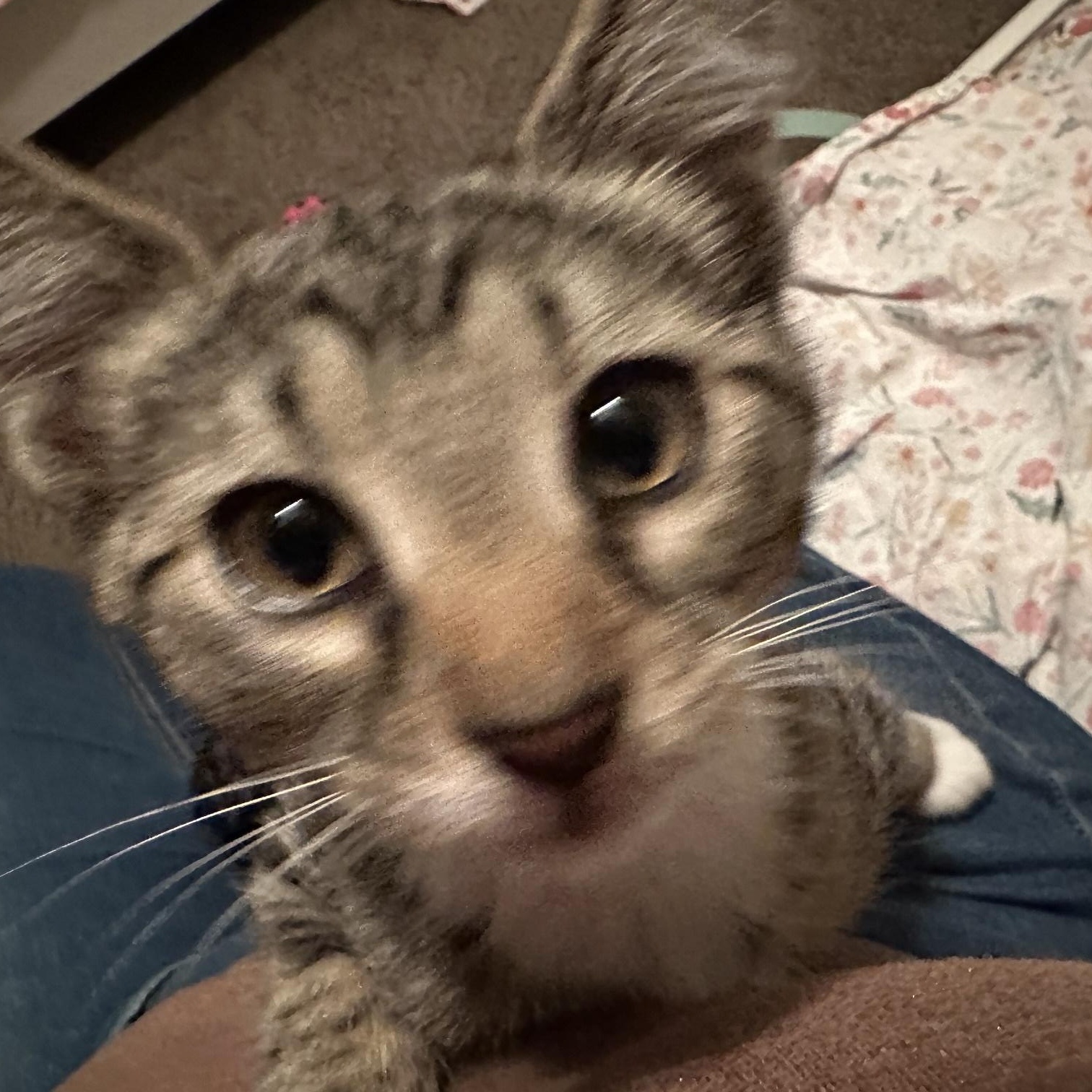 Spats, a Adoptable Domestic Short Hair in Apple Valley, MN image 3/4