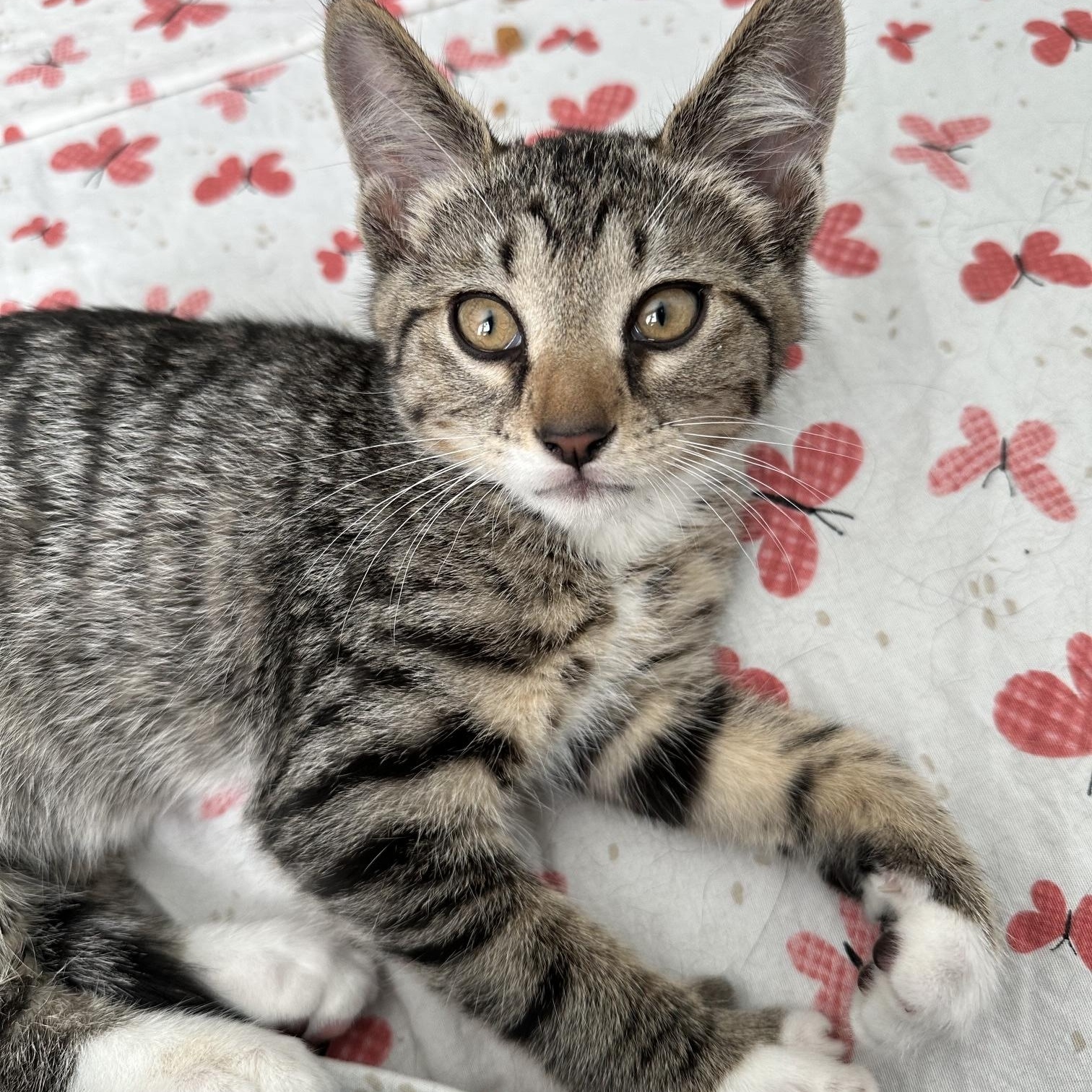Spats, Adoptable, Kitten Male Domestic Short Hair.