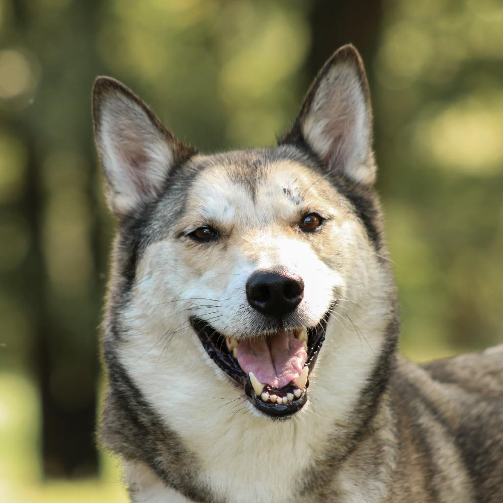 Mystic, Adoptable, Adult Female Husky & Husky.