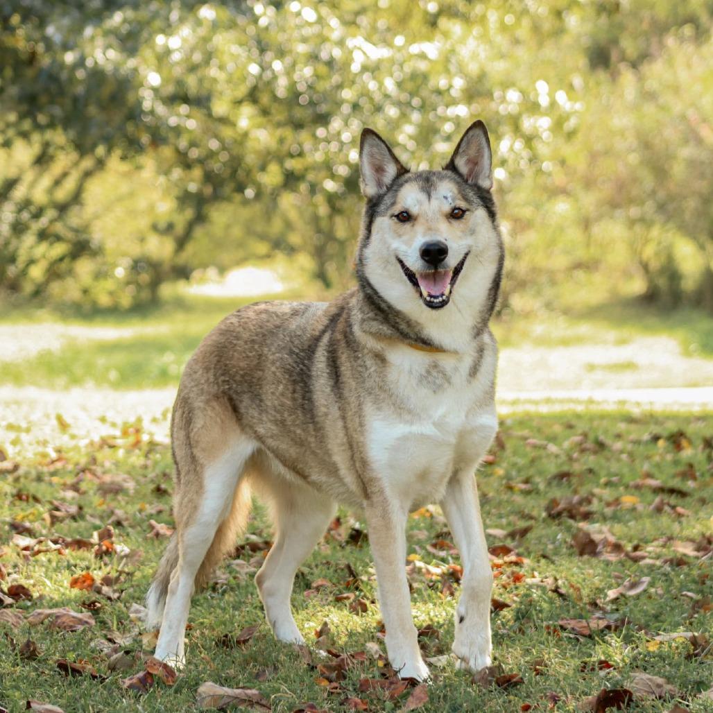 Enlarge Mystic, a Adoptable mixed breed in Madisonville, KY image 2/6