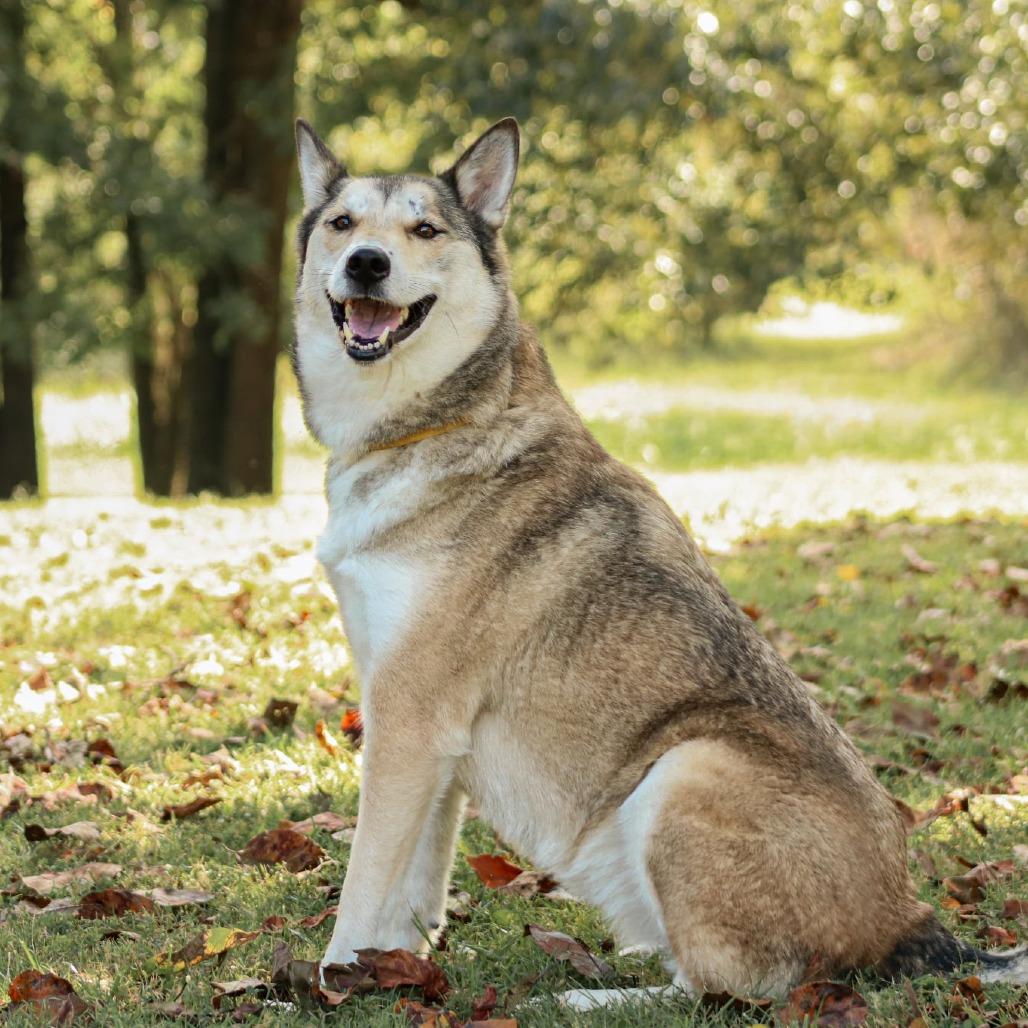 Enlarge Mystic, a Adoptable mixed breed in Madisonville, KY image 3/6