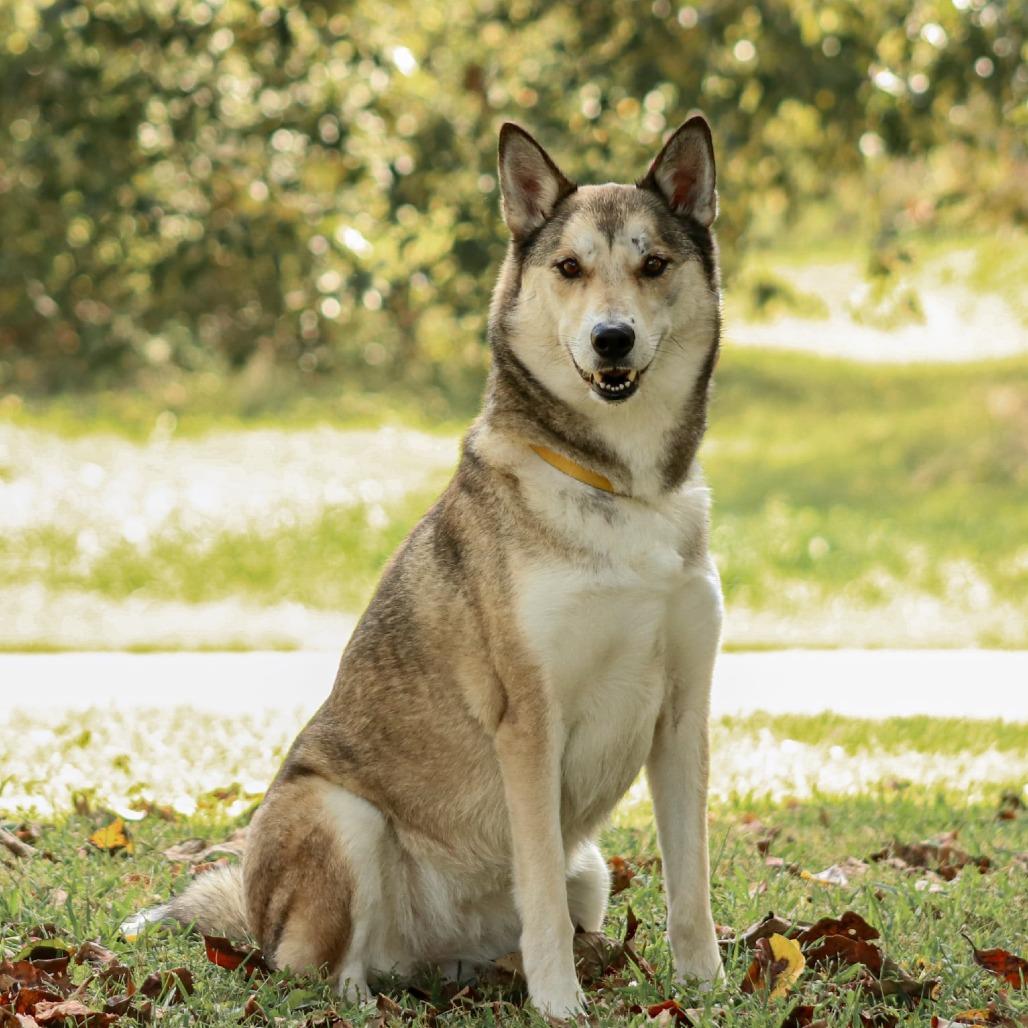 Enlarge Mystic, a Adoptable mixed breed in Madisonville, KY image 4/6