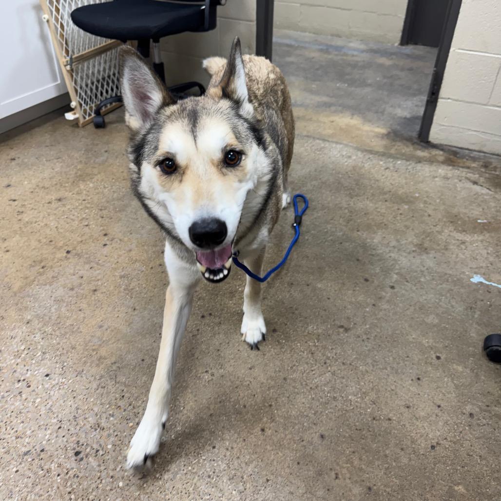 Enlarge Mystic, a Adoptable mixed breed in Madisonville, KY image 5/6