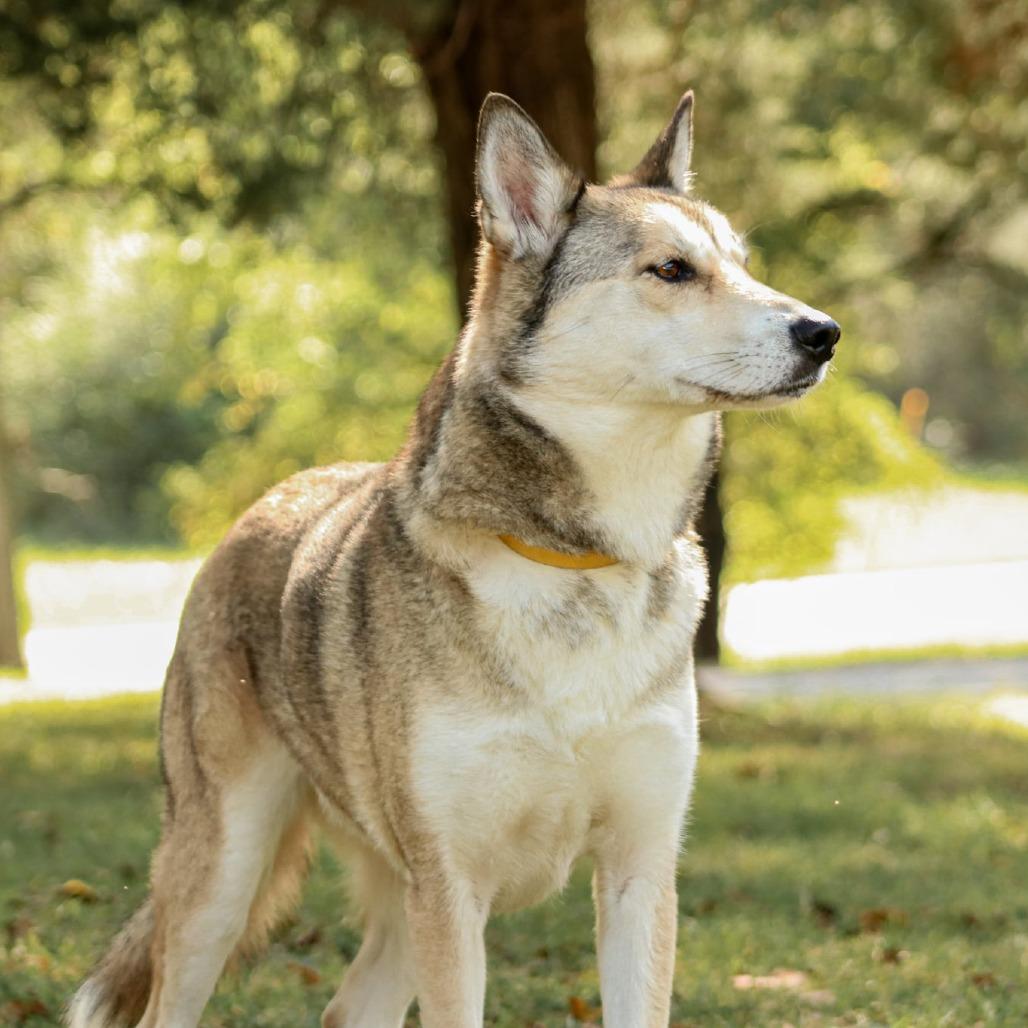 Enlarge Mystic, a Adoptable mixed breed in Madisonville, KY image 6/6