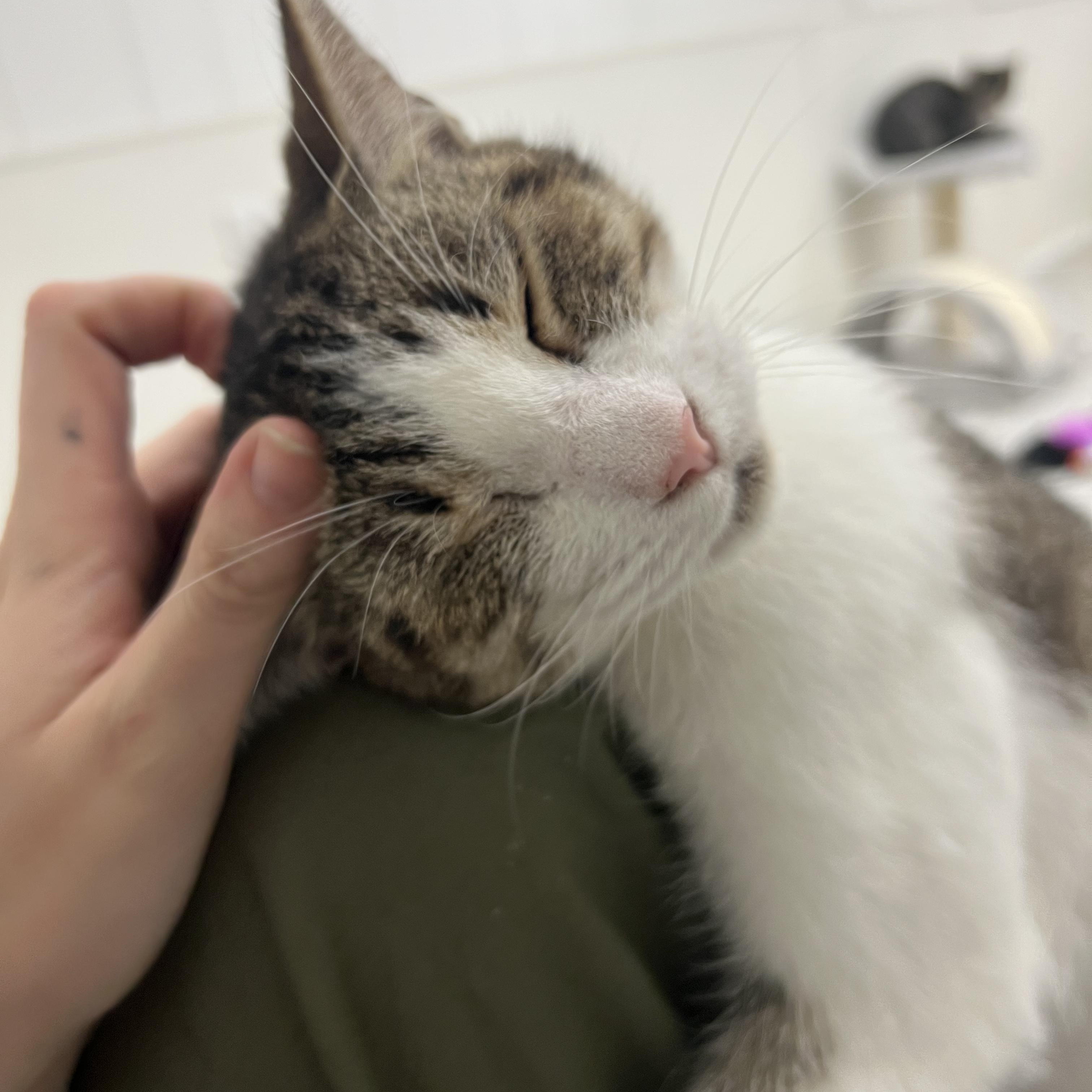 Florence thumbnail 3