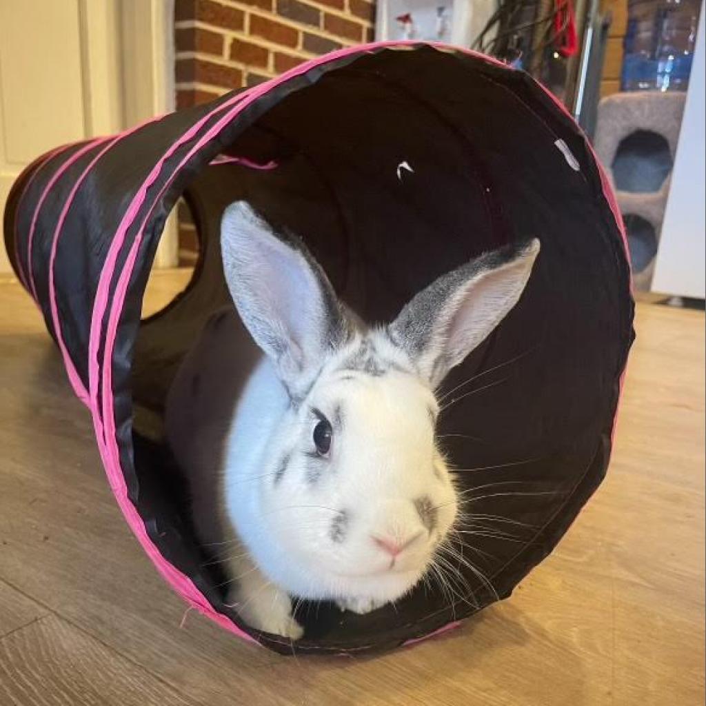 Enlarge Bennie, a Adoptable Bunny Rabbit in Stokesdale, NC image 1/1