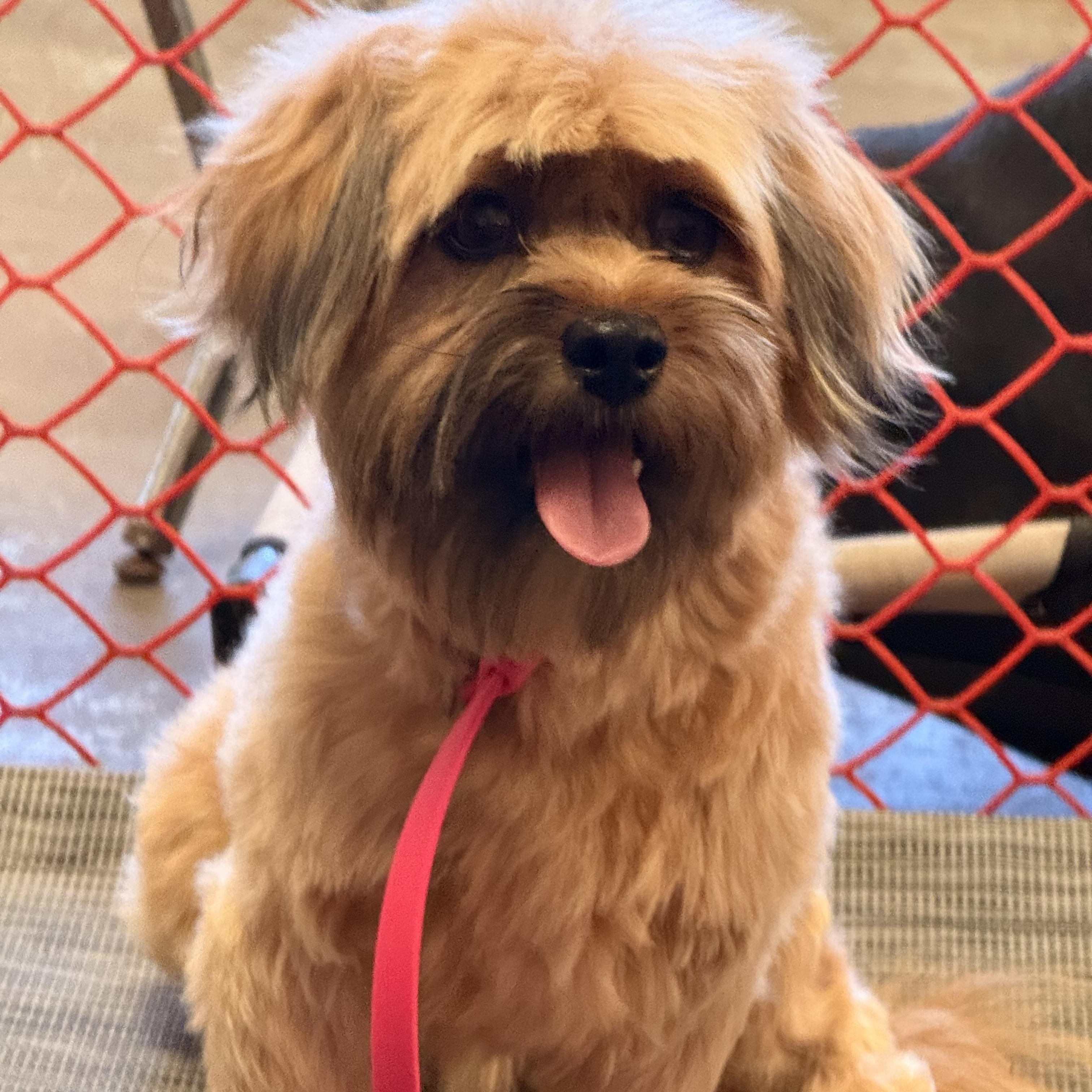 Chowder, ADOPTABLE, Adult Male Shih poo & Pomapoo.