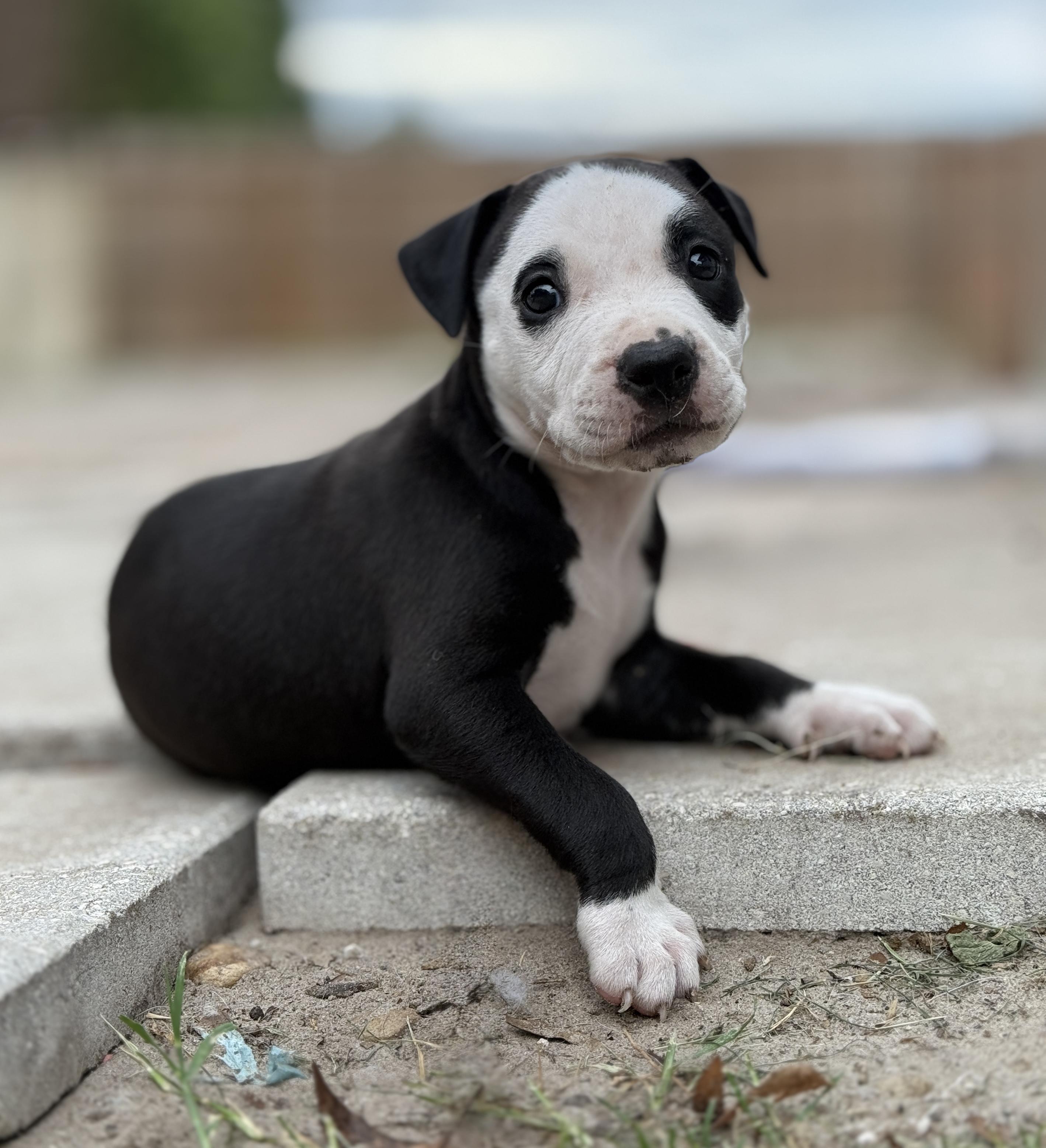 Panda, Baby Male American Staffordshire Terrier