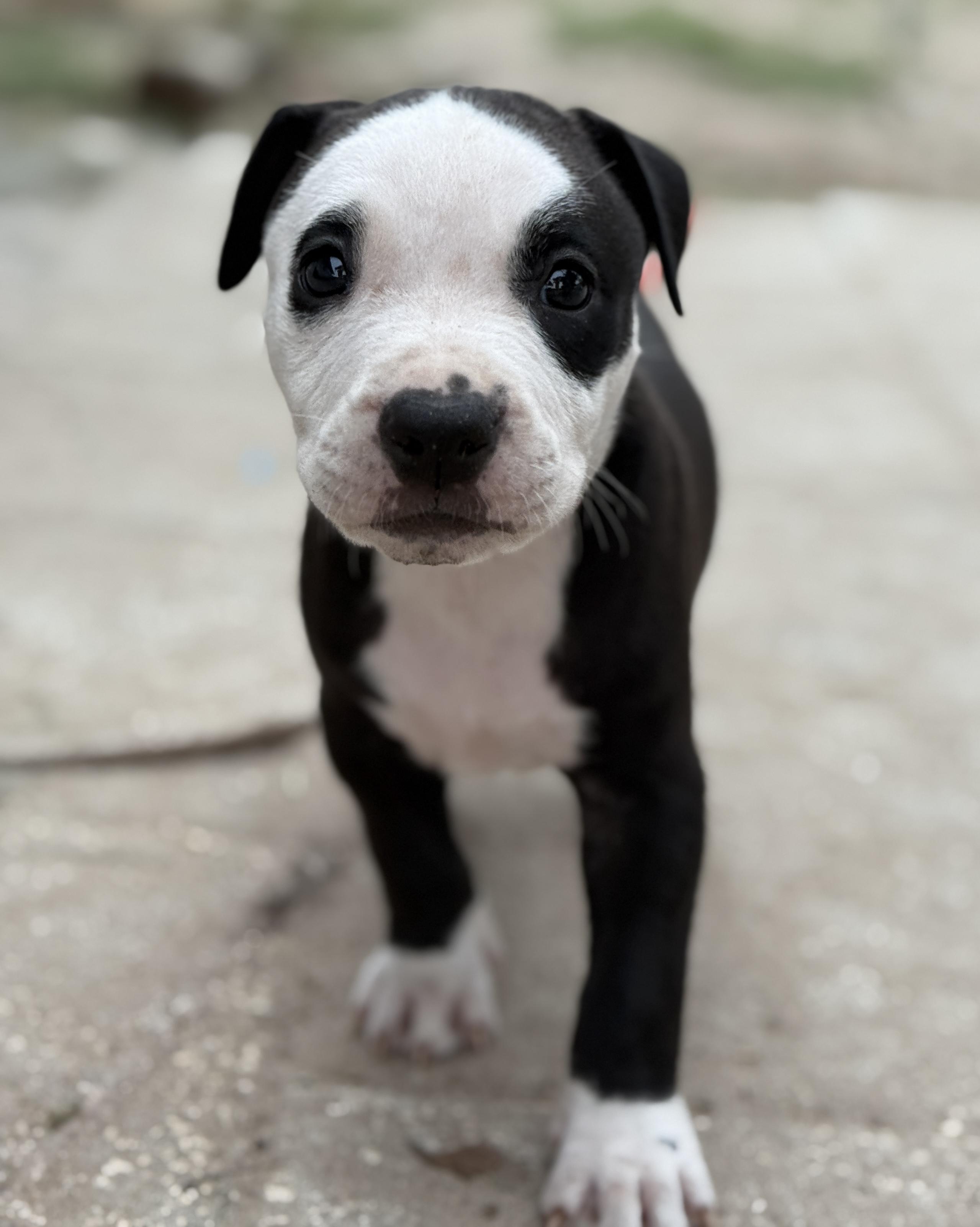 Panda photo 4