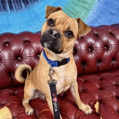 Peanut, Adoptable, Adult Male Pug & Mixed Breed.