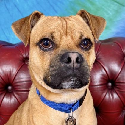 Enlarge Peanut, a Adoptable mixed breed in San Francisco, CA image 2/2