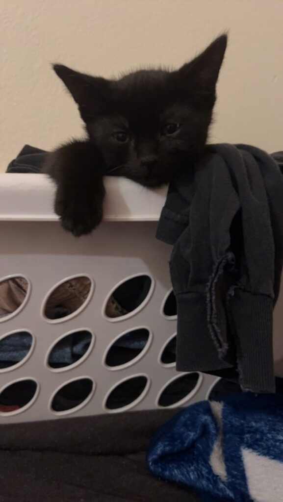 Jezebel, a Adopted Domestic Short Hair in Sacramento, CA image 1/2