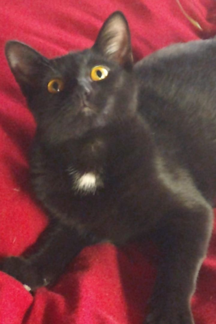 Jezebel, a Adopted Domestic Short Hair in Sacramento, CA image 2/2