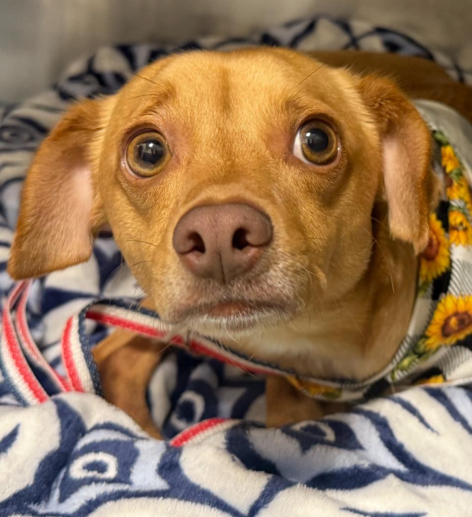 uno, Adoptable, Young Male Dachshund & Chihuahua.