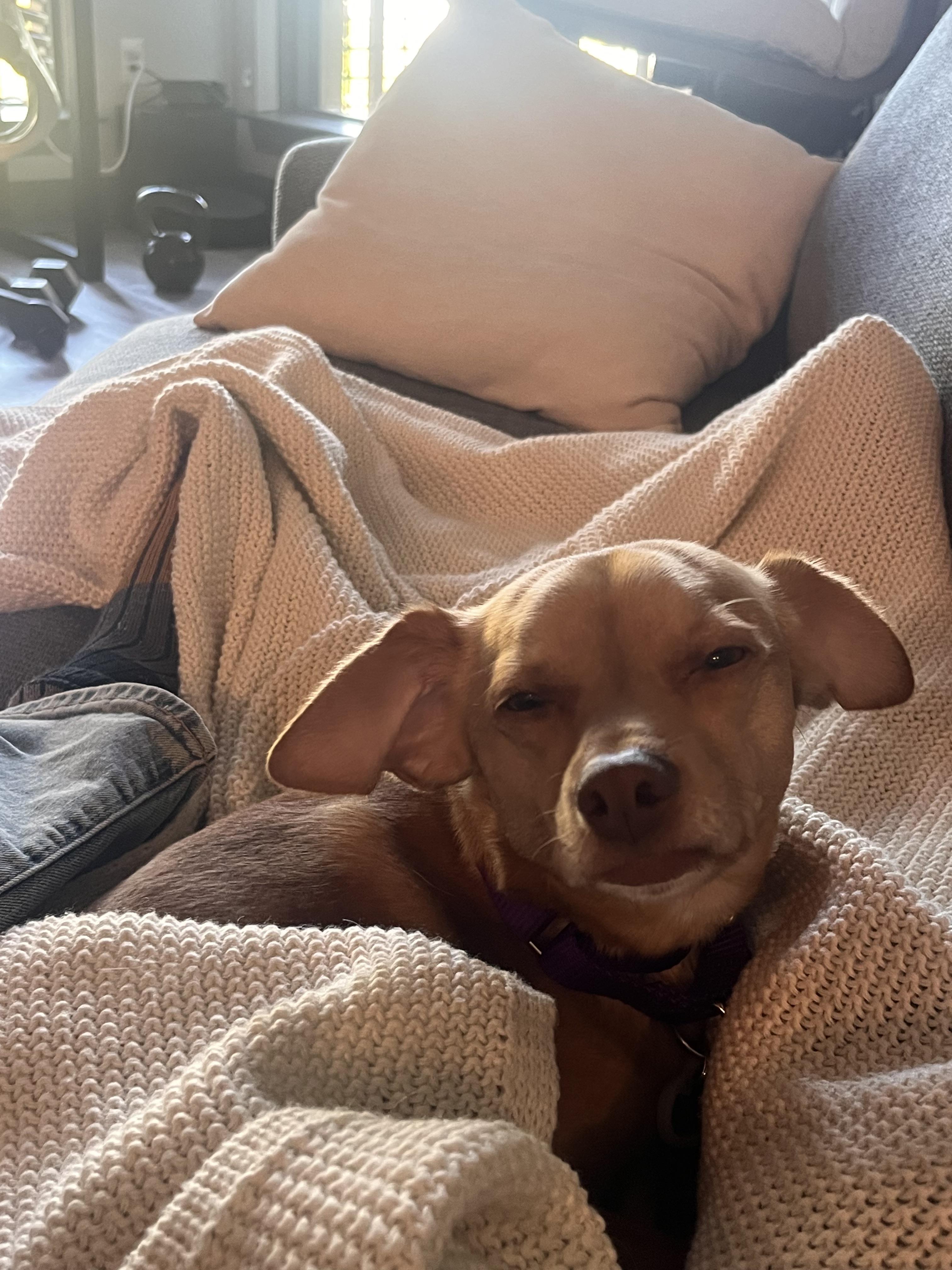 Enlarge uno, an adopted mixed breed in Cary, NC image 3/6